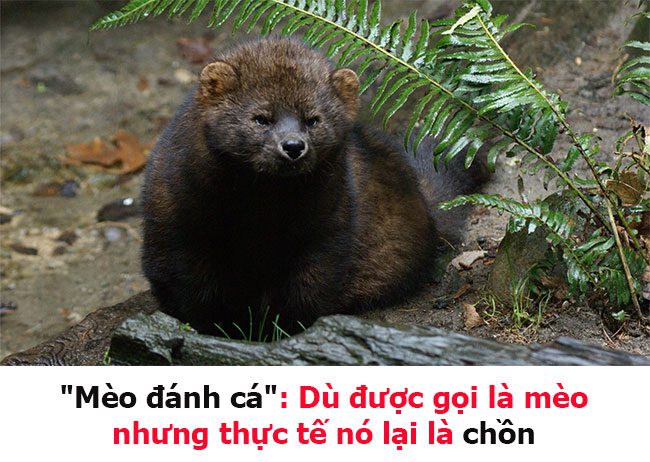 Fisher cat