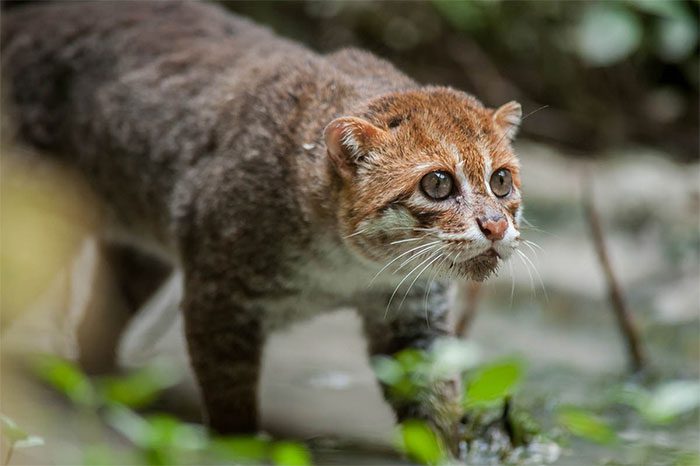 Flat-headed Cat (Prionailurus planiceps).