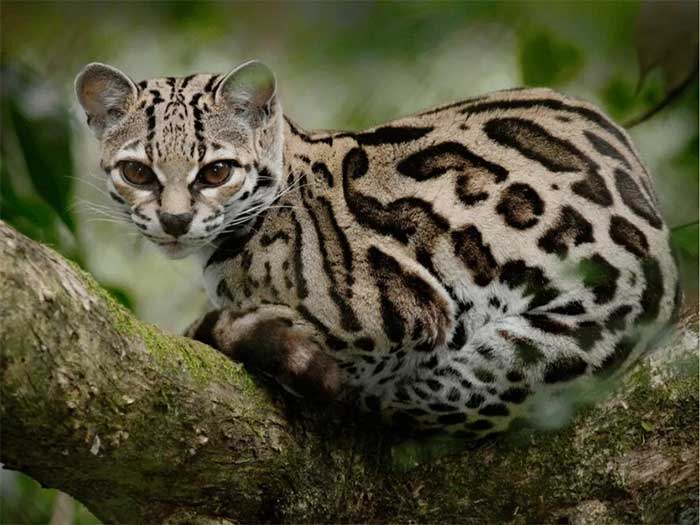 Margay Cat.