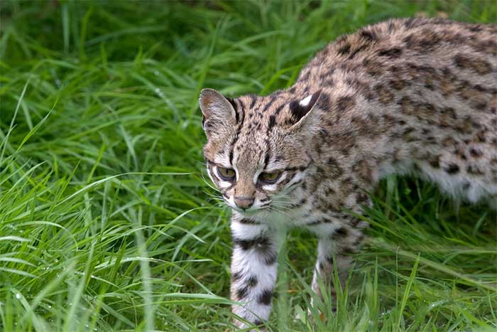 Southern Tiger Cat (Leopardus tigrinus).