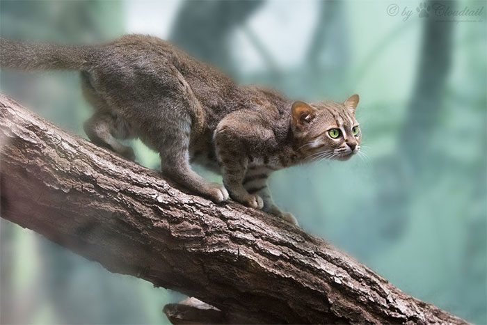Rusty-spotted Cat (Prionailurus rubiginosus).