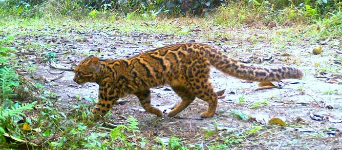 Marbled Cat (Pardofelis marmorata).