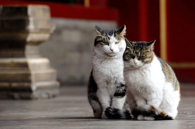 Cats understand or recognize their owner's voice and pay attention when spoken to.