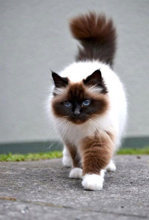Himalayan Cat