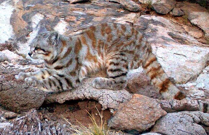 Andean Mountain Cat (Leopardus jacobita).