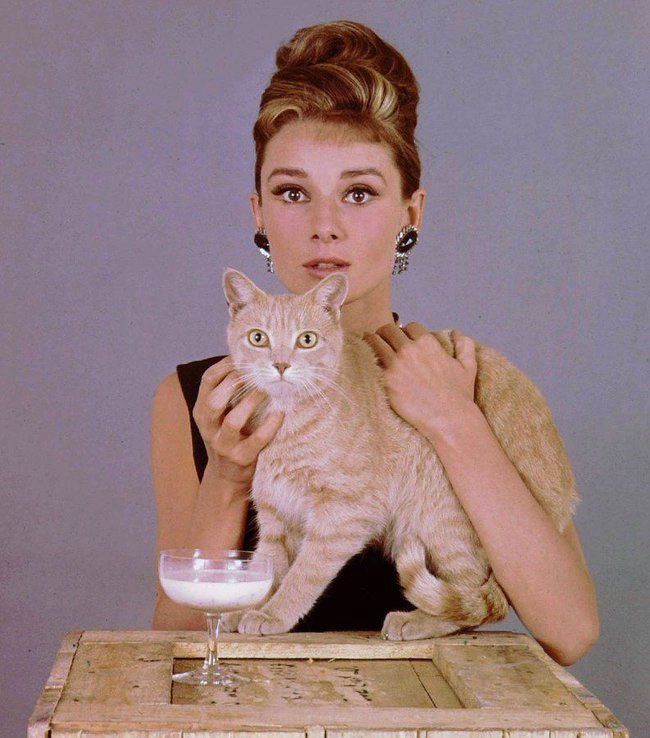 Silver Screen Star Orangey