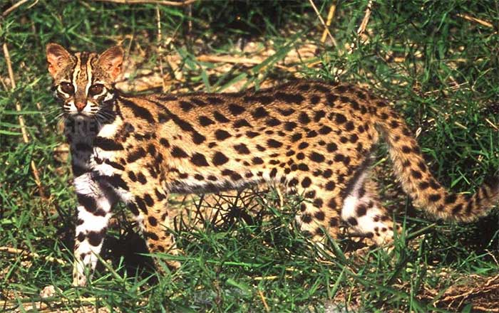 Wild Cat (Prionailurus bengalensis) found in China.