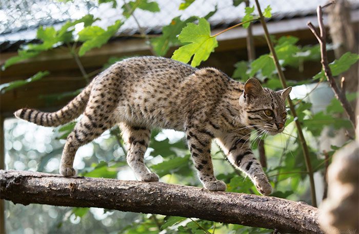 Geoffroy's Cat (Leopardus geoffroyi).