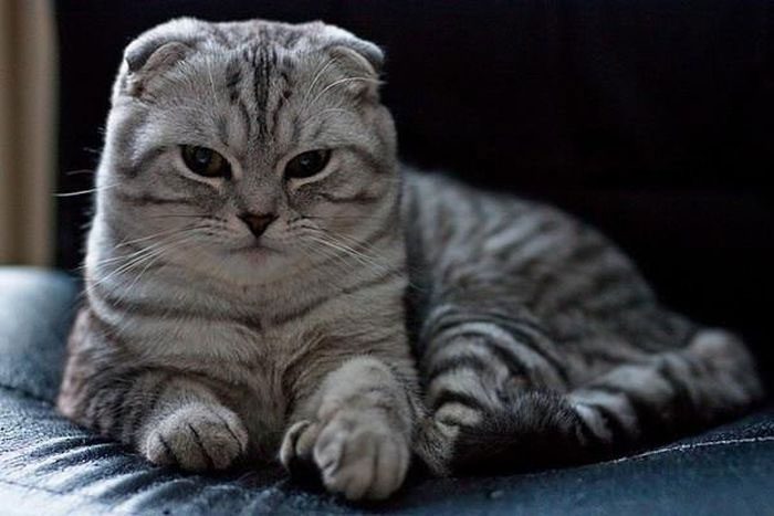 Scottish Fold