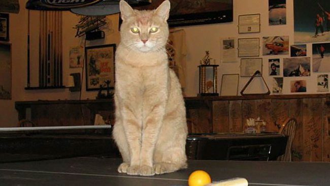 Mayor Stubbs