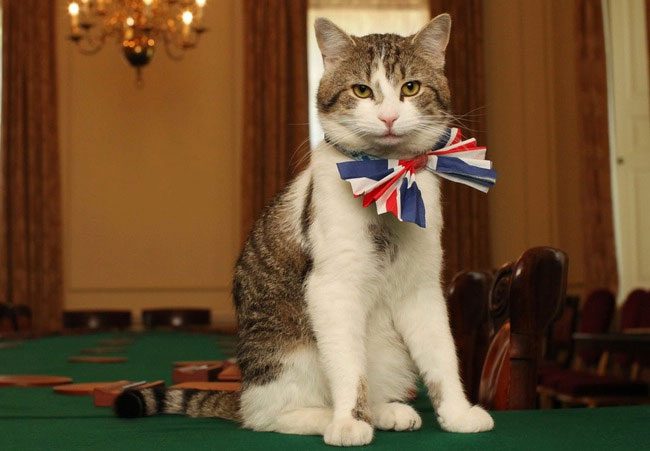 Chief Mouser