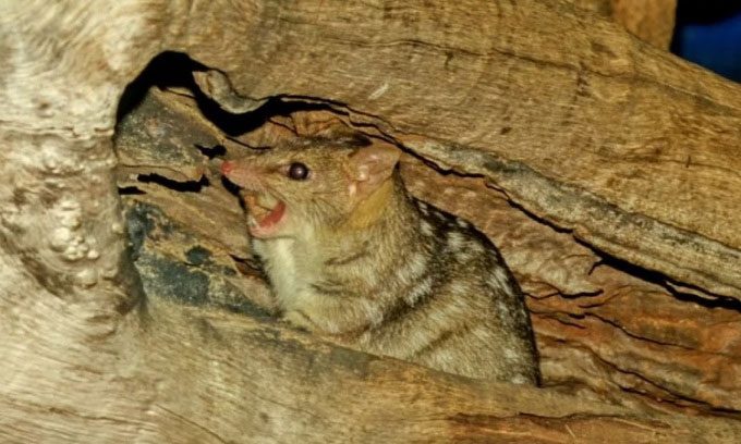 Quokka on a tree trunk