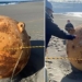 metal ball mystery on japan beach 125985