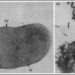 methane methanobacterium sources of gas burning below water 6457