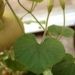 method in growing squash 7173