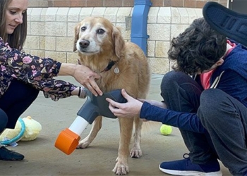 middle school students design pet feeding stands for teacher 125613