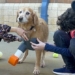 middle school students design pet feeding stands for teacher 125613