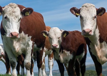 milk can be fed to reduce methane emissions from ruminants 126733