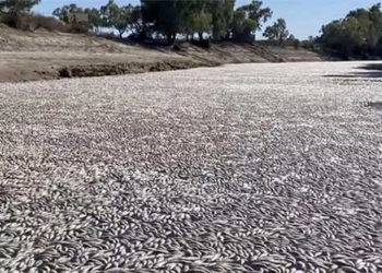 millions of fish die in australian river horrific sight 126472