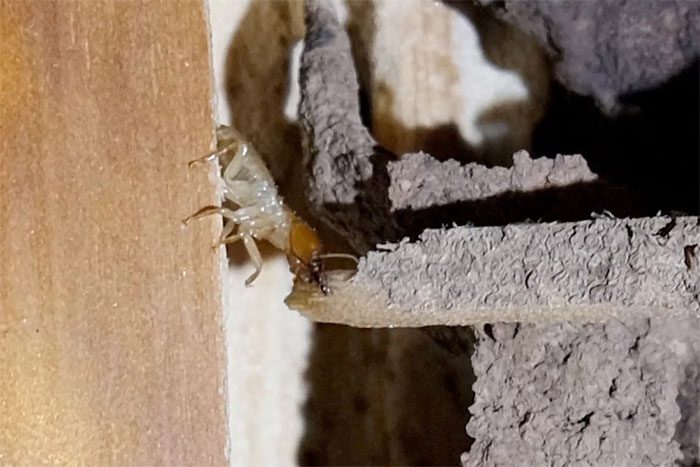 A Mastotermes darwiniensis termite.