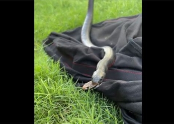 moment snake black belly swallow snake poisonous shocking 125840