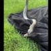 moment snake black belly swallow snake poisonous shocking 125840