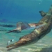 monster eating meat ky jura appears from the ancestor ma chau ho con toi at 125671