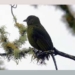 more than 500 species of birds in the world are endangered 6817
