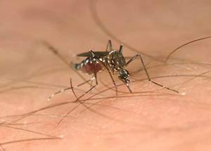 mosquito biting