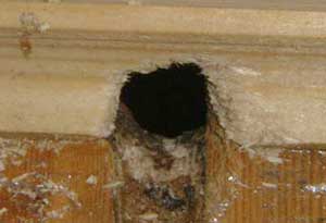 Mouse Hole