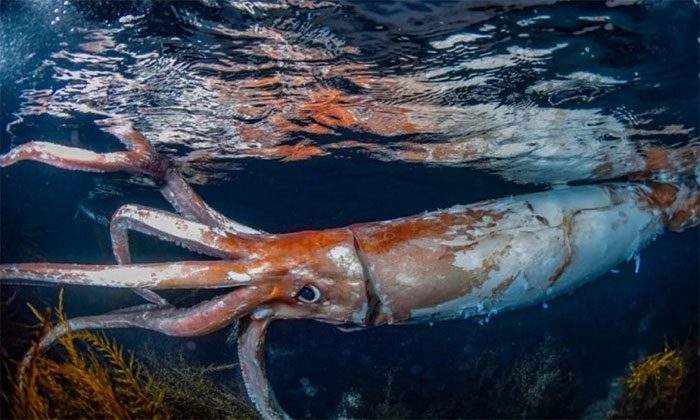 The giant squid is estimated to be about 1 to 2 years old.