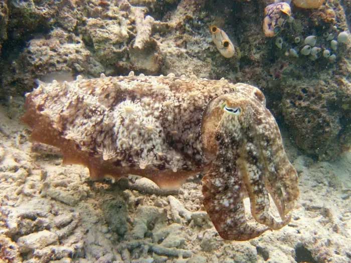 Cuttlefish