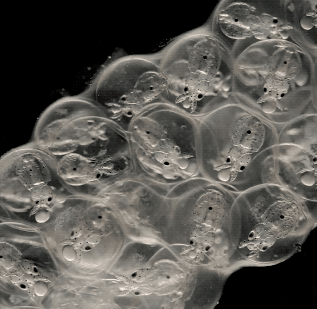 Squids have developed brains in a similar way to humans from the embryonic stage