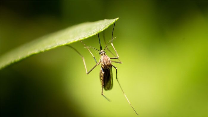 Culex mosquitoes are intermediaries in the transmission of Japanese encephalitis.