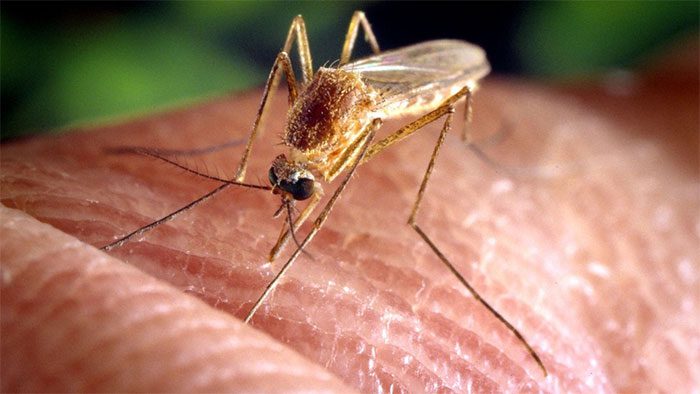 Altering the ratio of fertile to sterile male mosquitoes can effectively control mosquito populations