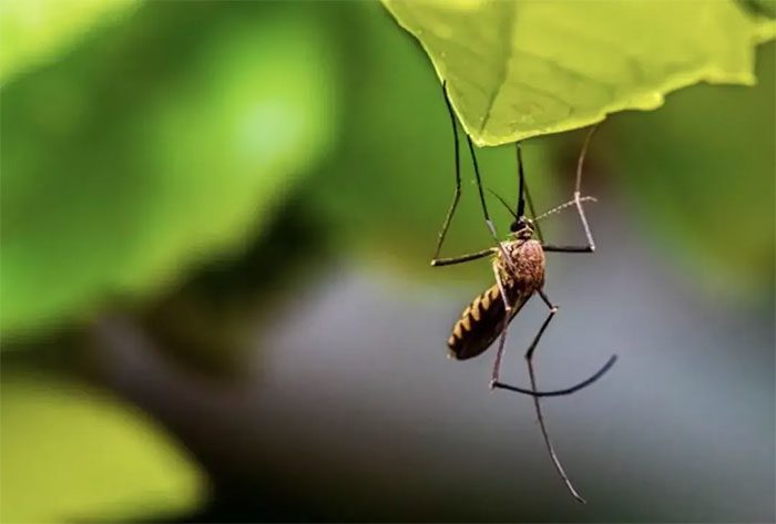 78% of mosquitoes in Vietnam and Cambodia carry a new mutation named L982W.