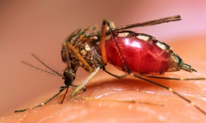 Saliva of mosquitoes infected with the dengue virus hinders the immune system from preventing disease.