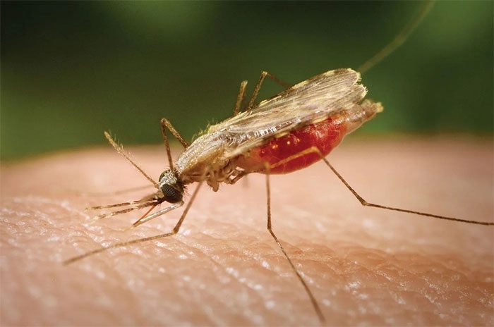 Malaria mosquitoes are increasingly appearing in Africa.