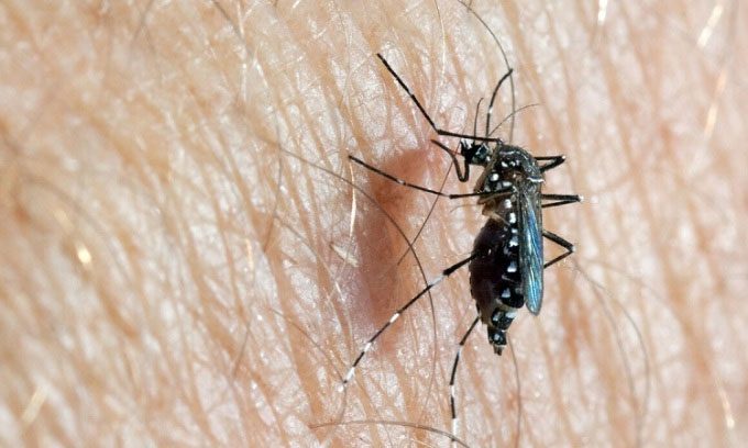 Aedes mosquitoes are vectors for viruses that cause diseases like Zika.