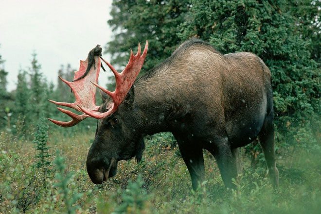 Moose shedding velvet