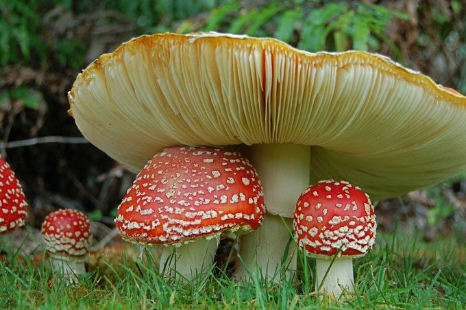 Toxic mushrooms are often easily identifiable by their bright colors.