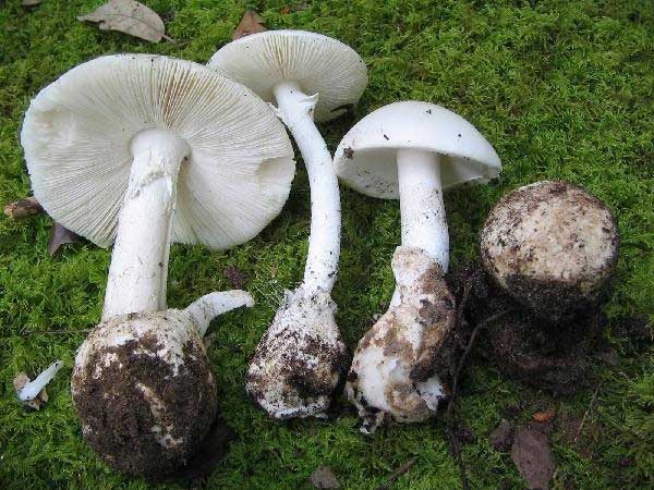 Death Cap Mushroom