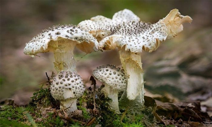 Toxic wild mushrooms can cause vomiting, diarrhea, confusion, and hallucinations.
