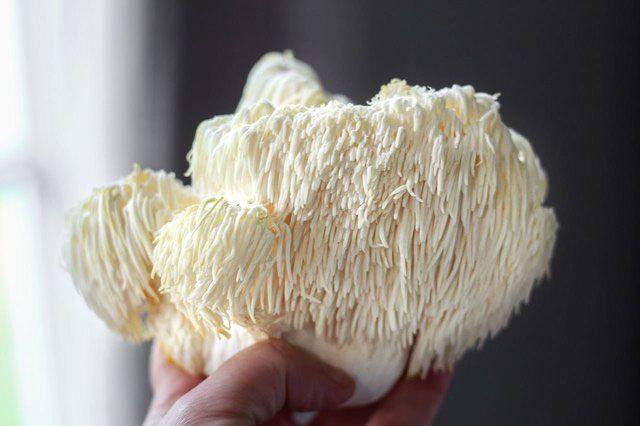 Young Lion's Mane mushrooms are white or ivory in color.