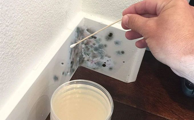 Mold is most commonly found in corners, tile joints, bathroom curtains, kitchens...