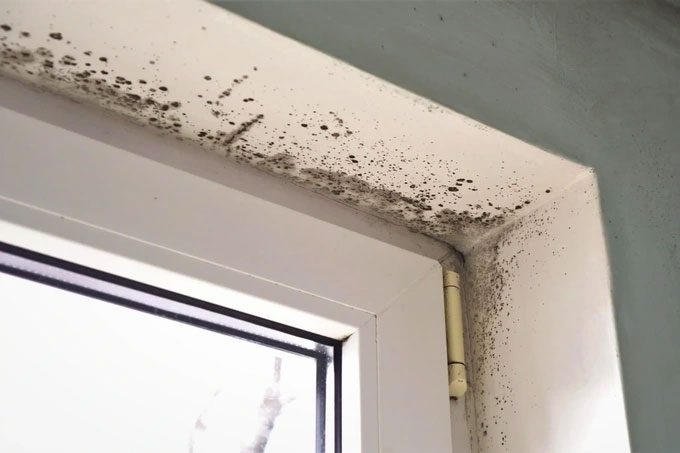Mold is a dangerous enemy to human health that needs early detection and treatment