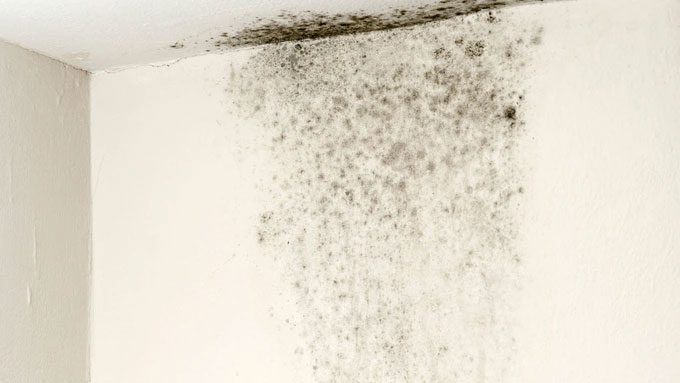 Mold thrives easily in prolonged humid conditions.