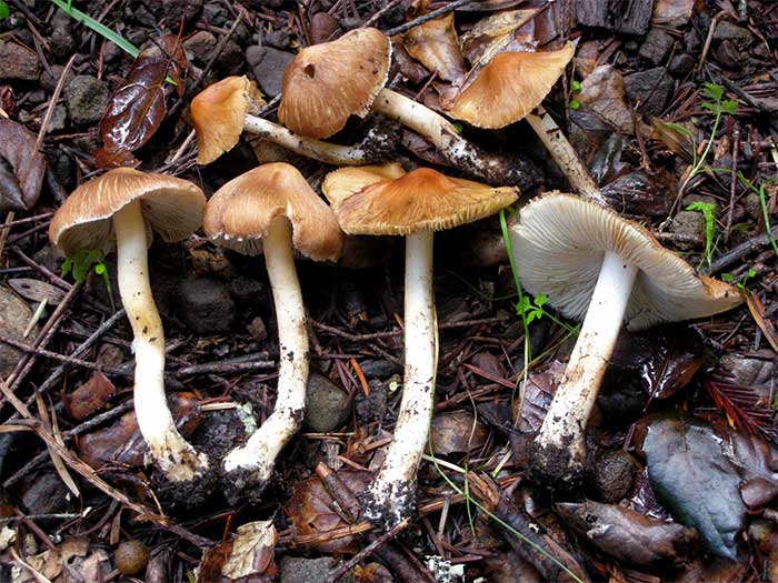 Brown and Gray Cap Mushroom