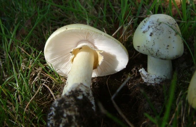The death cap mushroom is often mistaken for edible varieties.