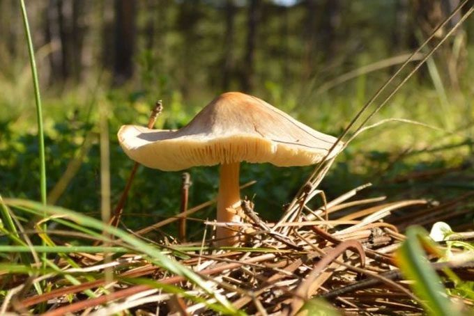 The death cap mushroom is spreading across North America at an alarming rate.